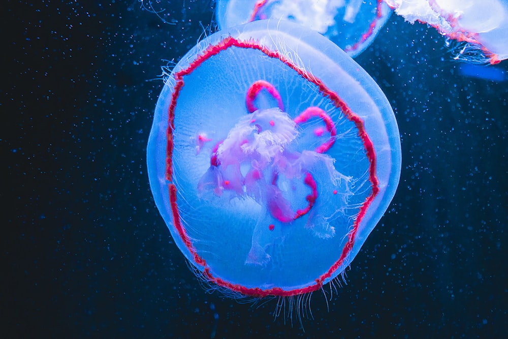 blue and white jellyfish in water