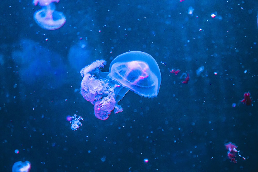 white jellyfish in blue water