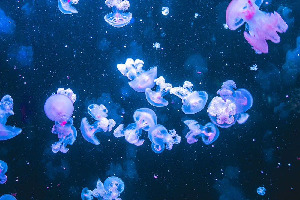 white and purple jellyfish in water