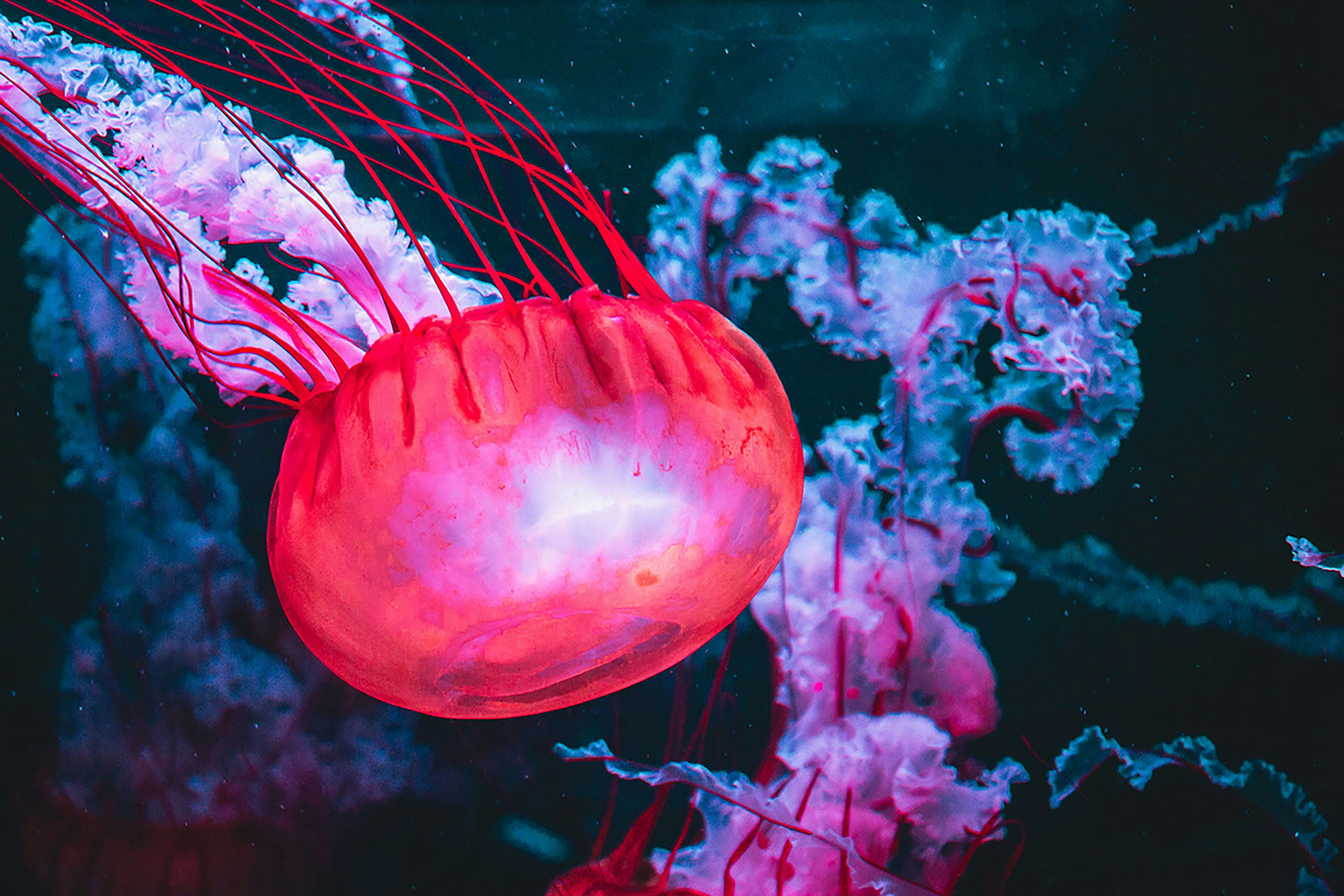 pink jellyfish in water during daytime, 