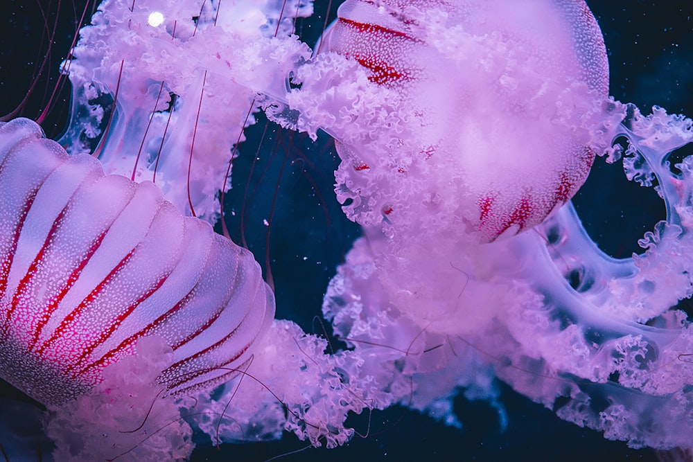 pink and white jellyfish in water