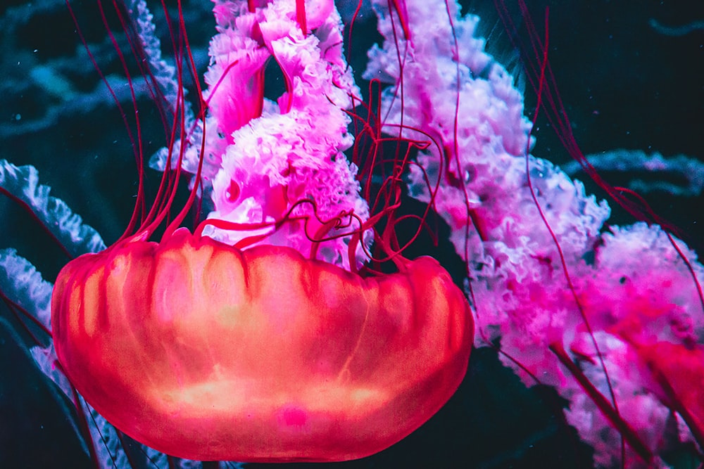 pink and white jellyfish in water