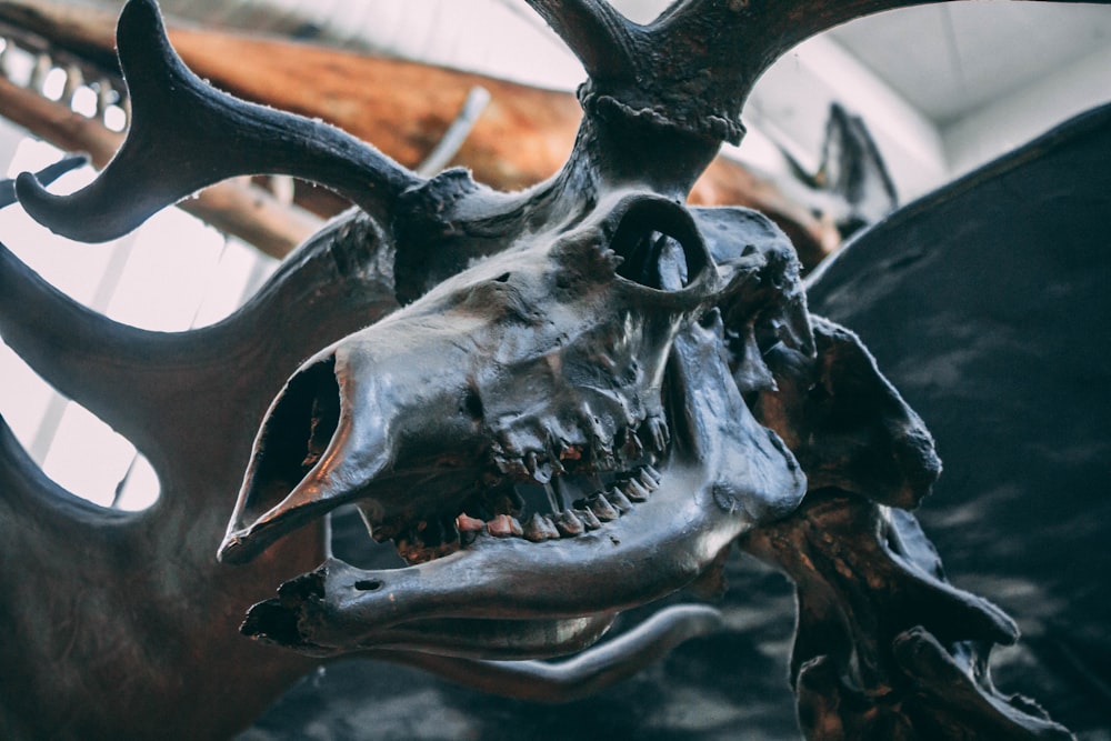cráneo de animal negro sobre mesa de madera marrón