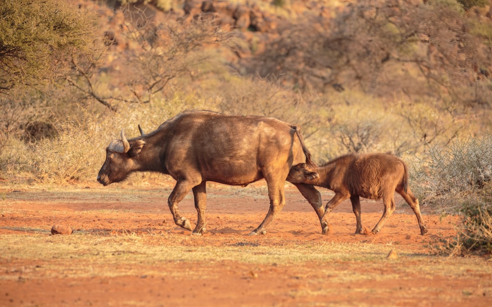 Búfalo de agua marrón en campo marrón durante el día