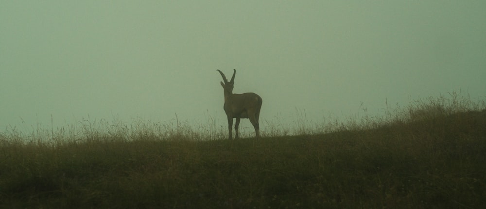 brown deer on green grass field during daytime