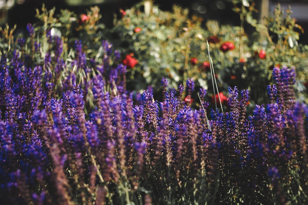 purple flowers in tilt shift lens