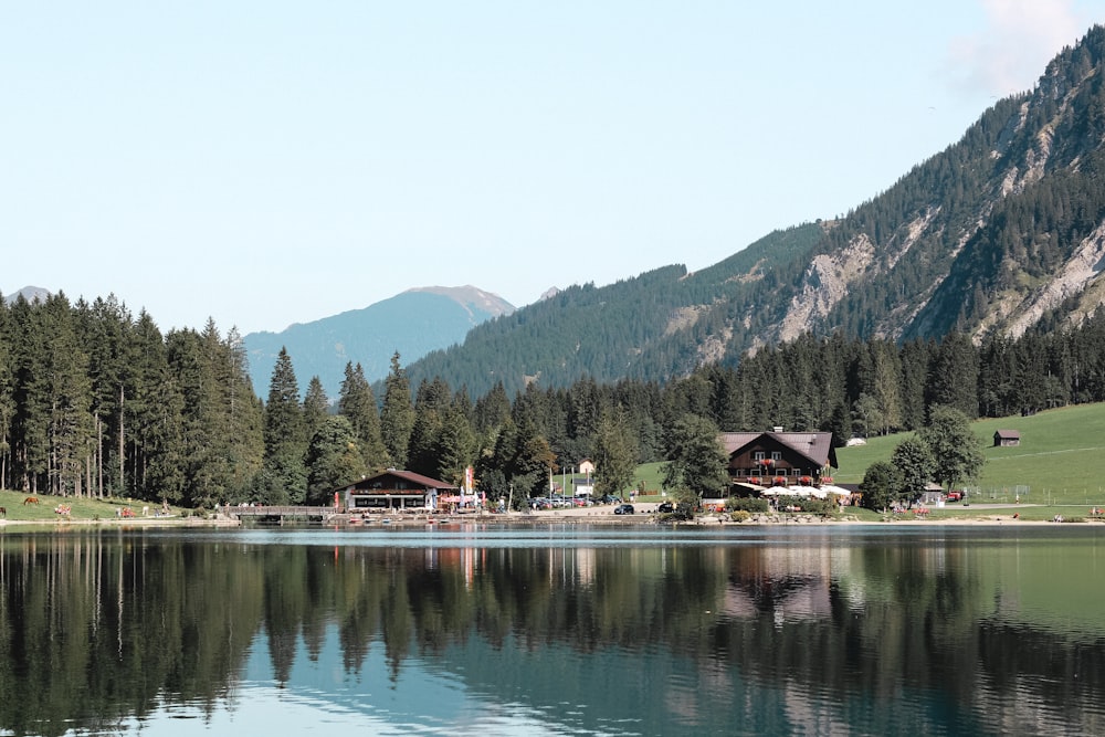 green trees near body of water during daytime