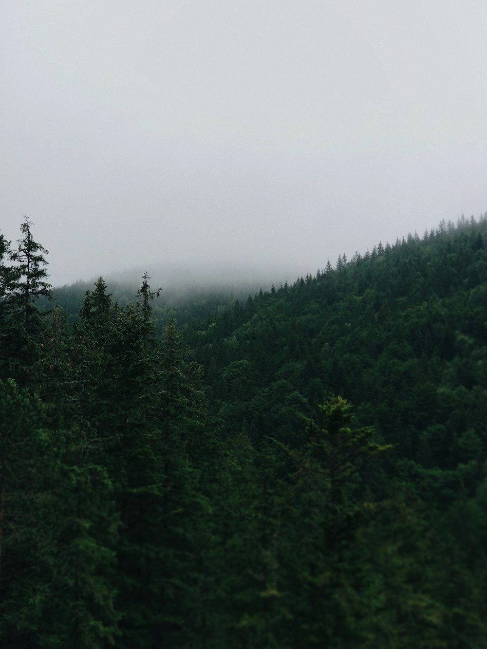 green trees under white sky during daytime