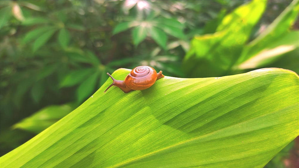 brown snail on green leaf