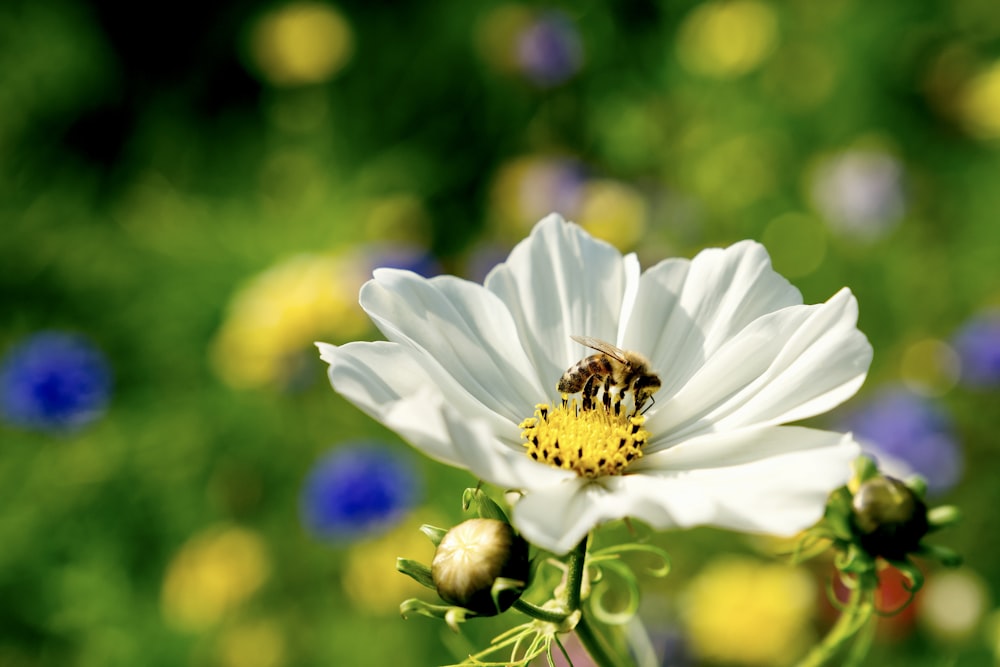 white daisy in bloom during daytime