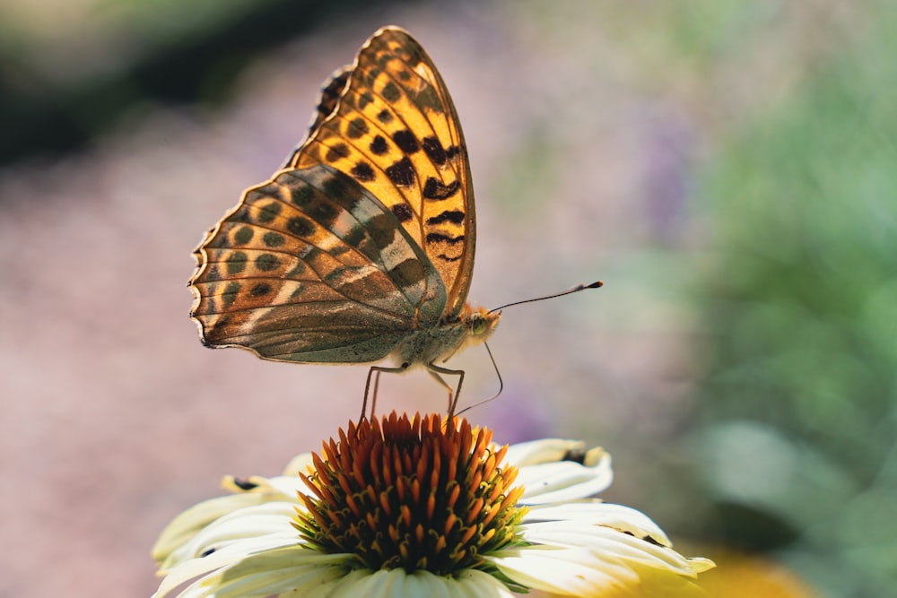 brown and black butterfly perched on white flower in close up photography during daytime