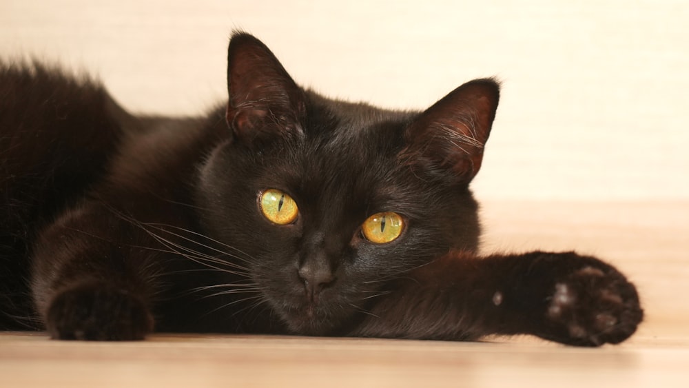 black cat on white table