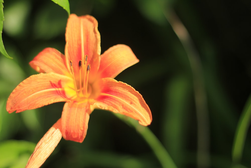 yellow flower in tilt shift lens