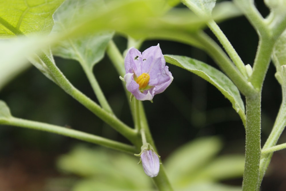 purple flower in tilt shift lens