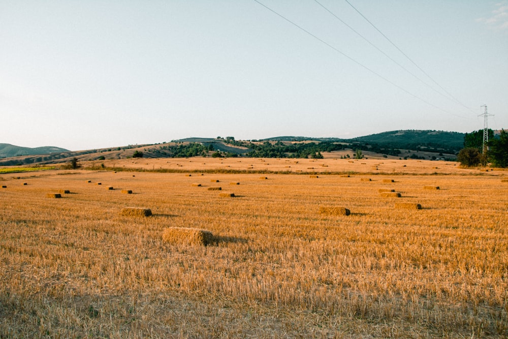 brown grass field under blue sky during daytime