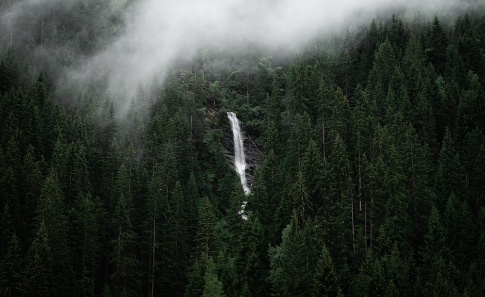 green trees under white clouds