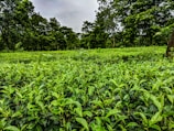 Lush green tea plants fill the foreground, extending into the distance. Tall trees with dense foliage are scattered throughout the background, creating a rich, natural canopy under an overcast sky.