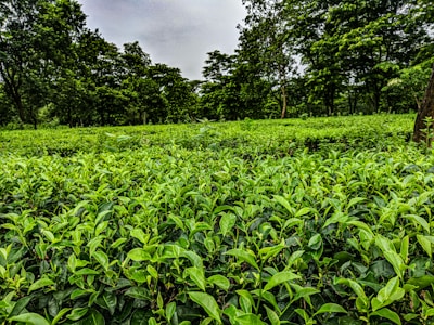 Lush green tea plants fill the foreground, extending into the distance. Tall trees with dense foliage are scattered throughout the background, creating a rich, natural canopy under an overcast sky.