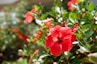 red flower with green leaves