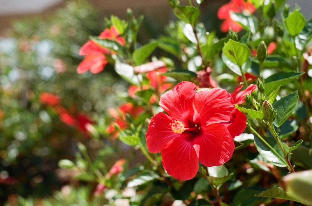 red flower with green leaves