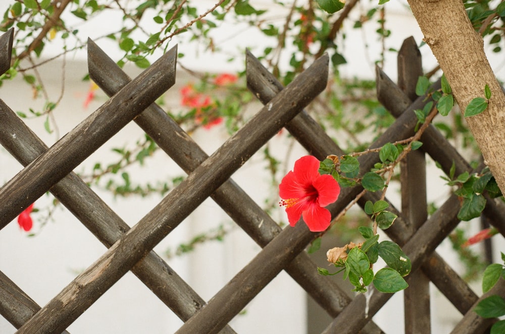 red flower on brown wooden fence
