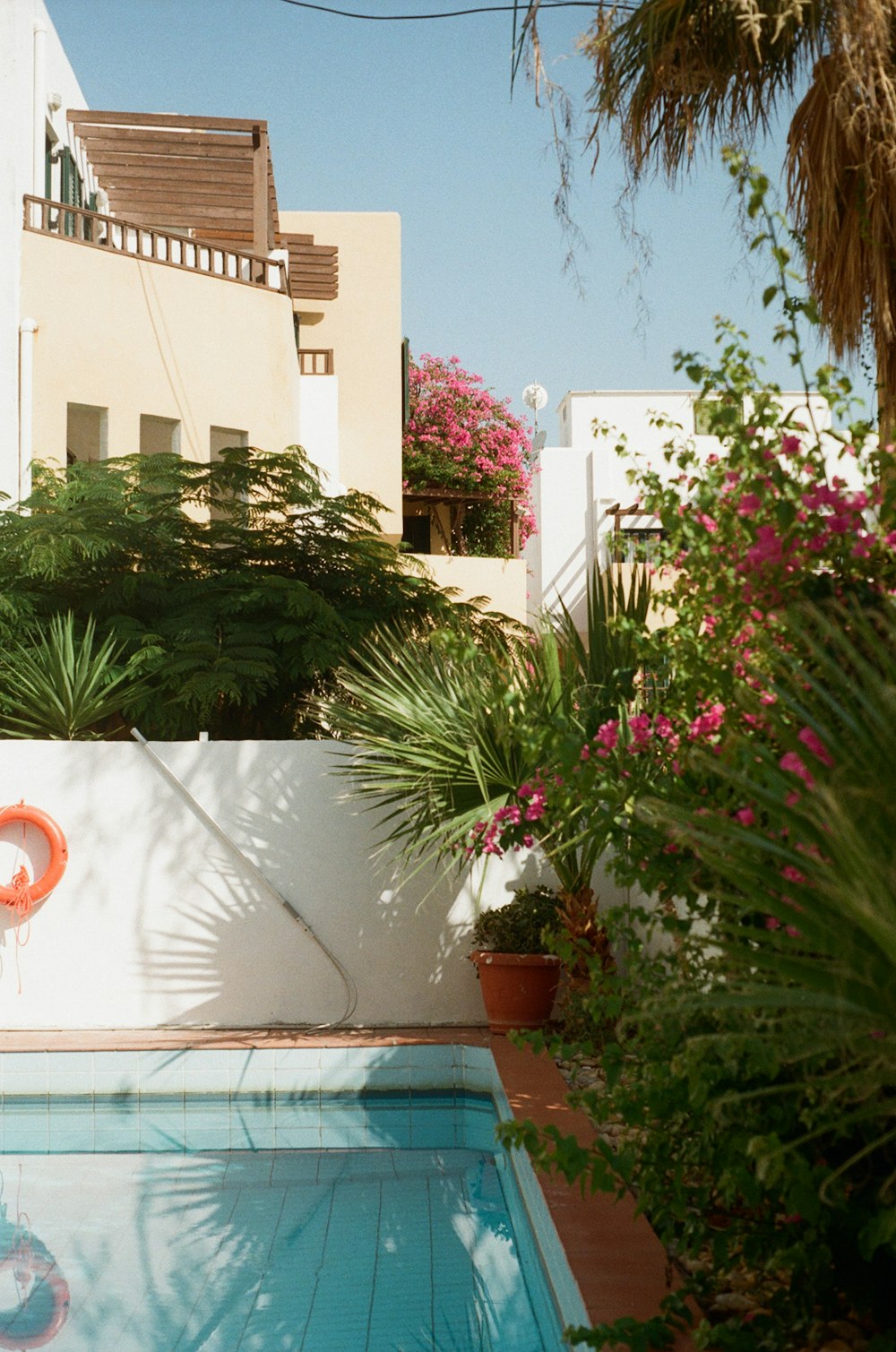 Planta verde cerca de la piscina