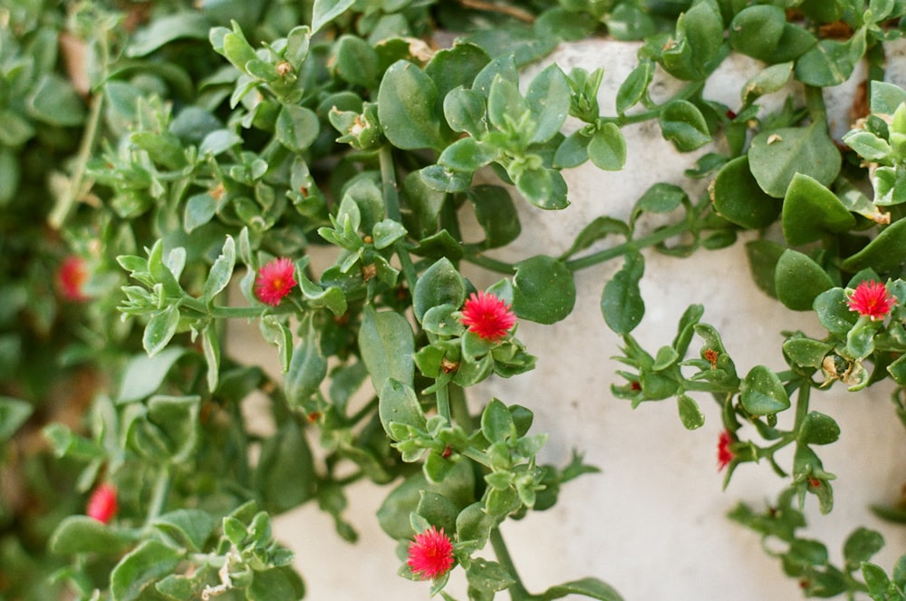 red flowers with green leaves