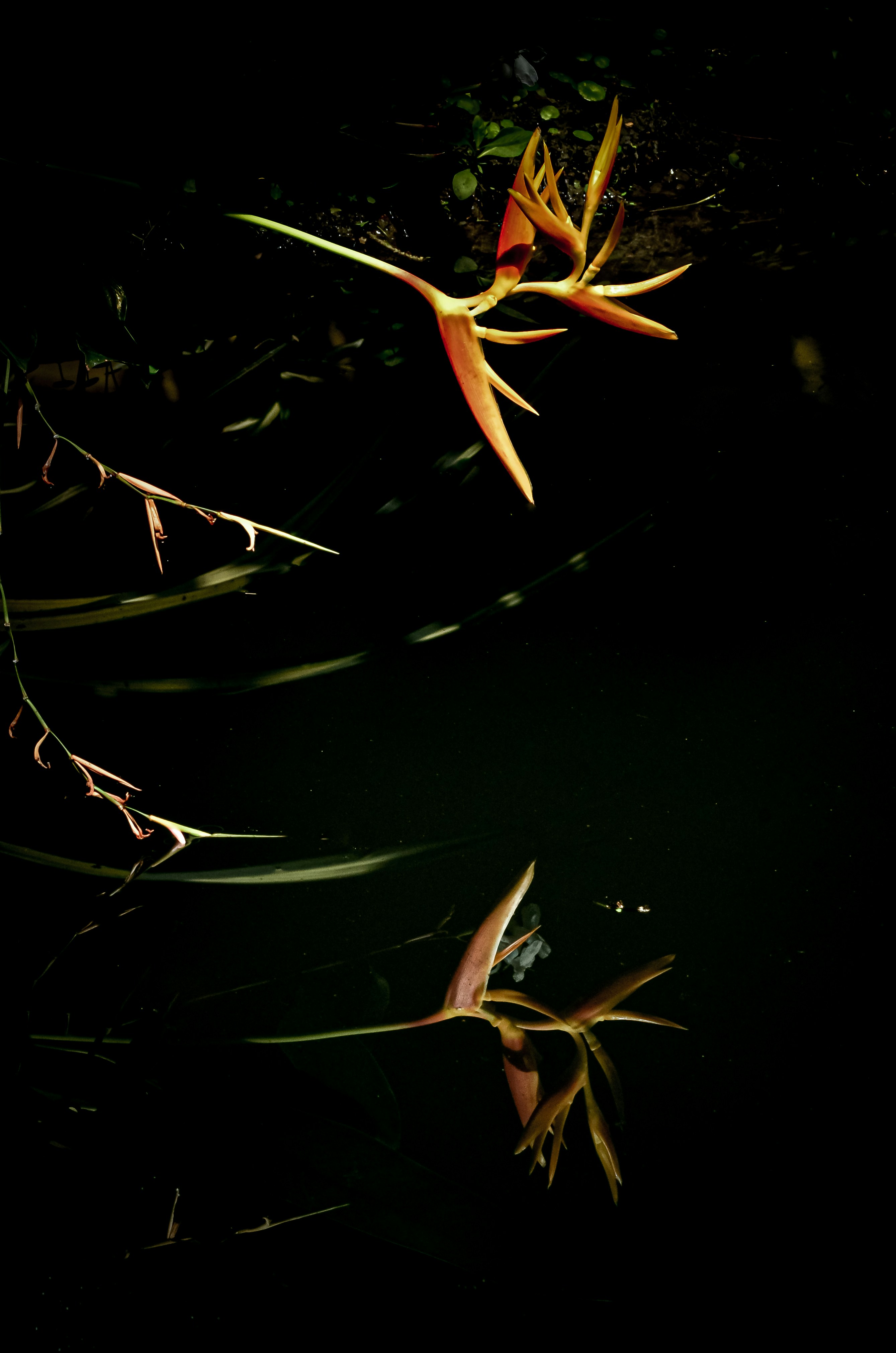 Planta naranja y blanca en el agua