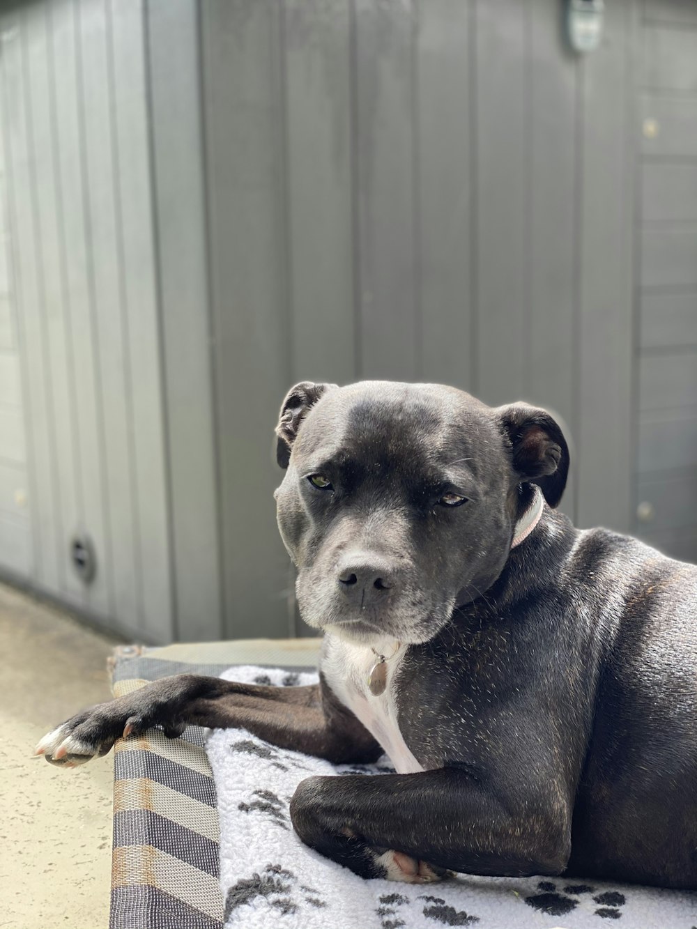 black and white american pitbull terrier mix puppy