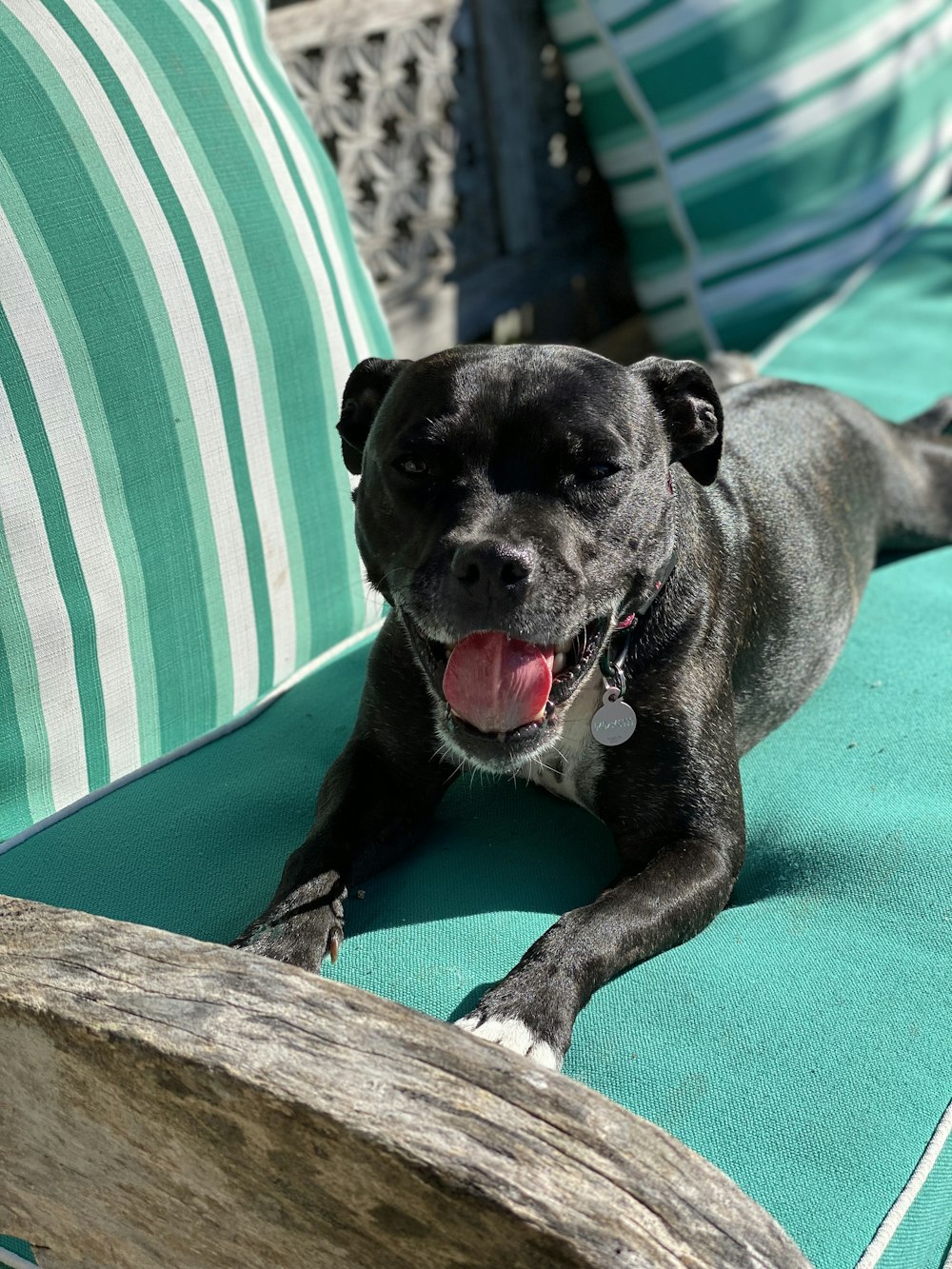 black short coated dog lying on green and white striped textile