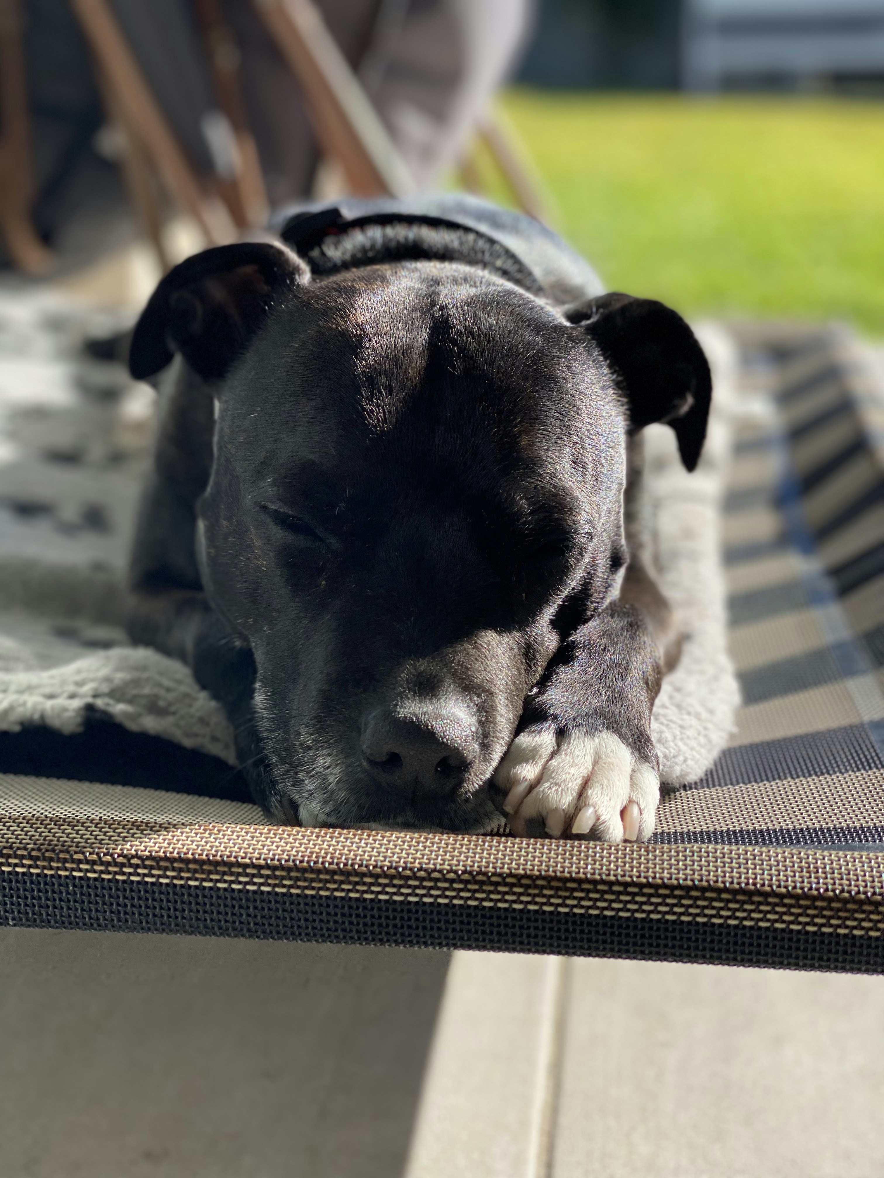 black and white american pitbull terrier puppy on white and blue textile