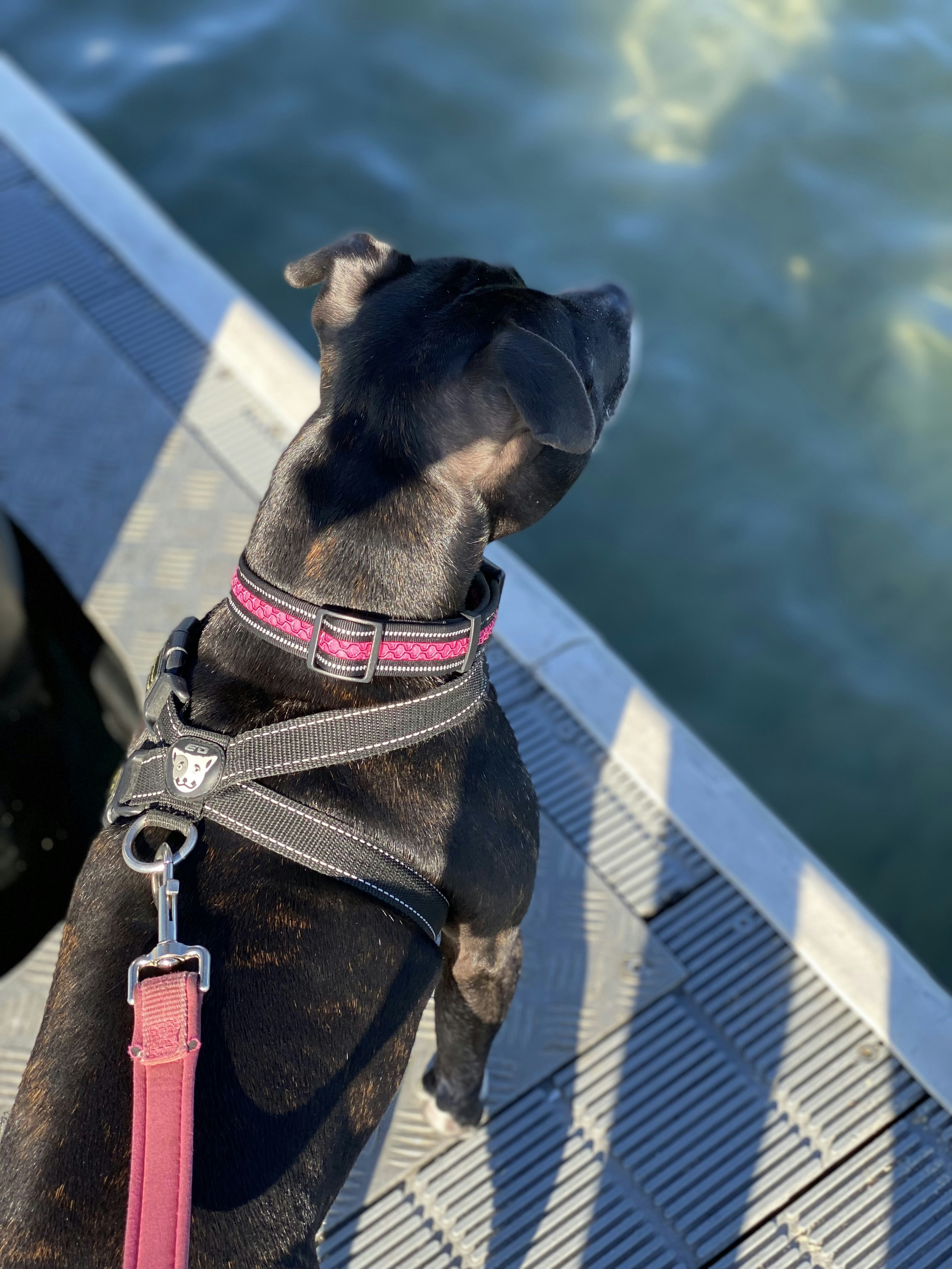 black and brown short coated dog with red and black leash