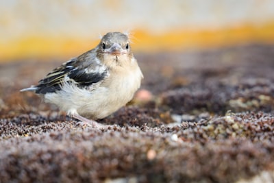 yellow and black bird on ground
