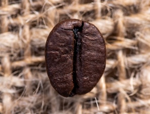 brown nut on brown dried leaves