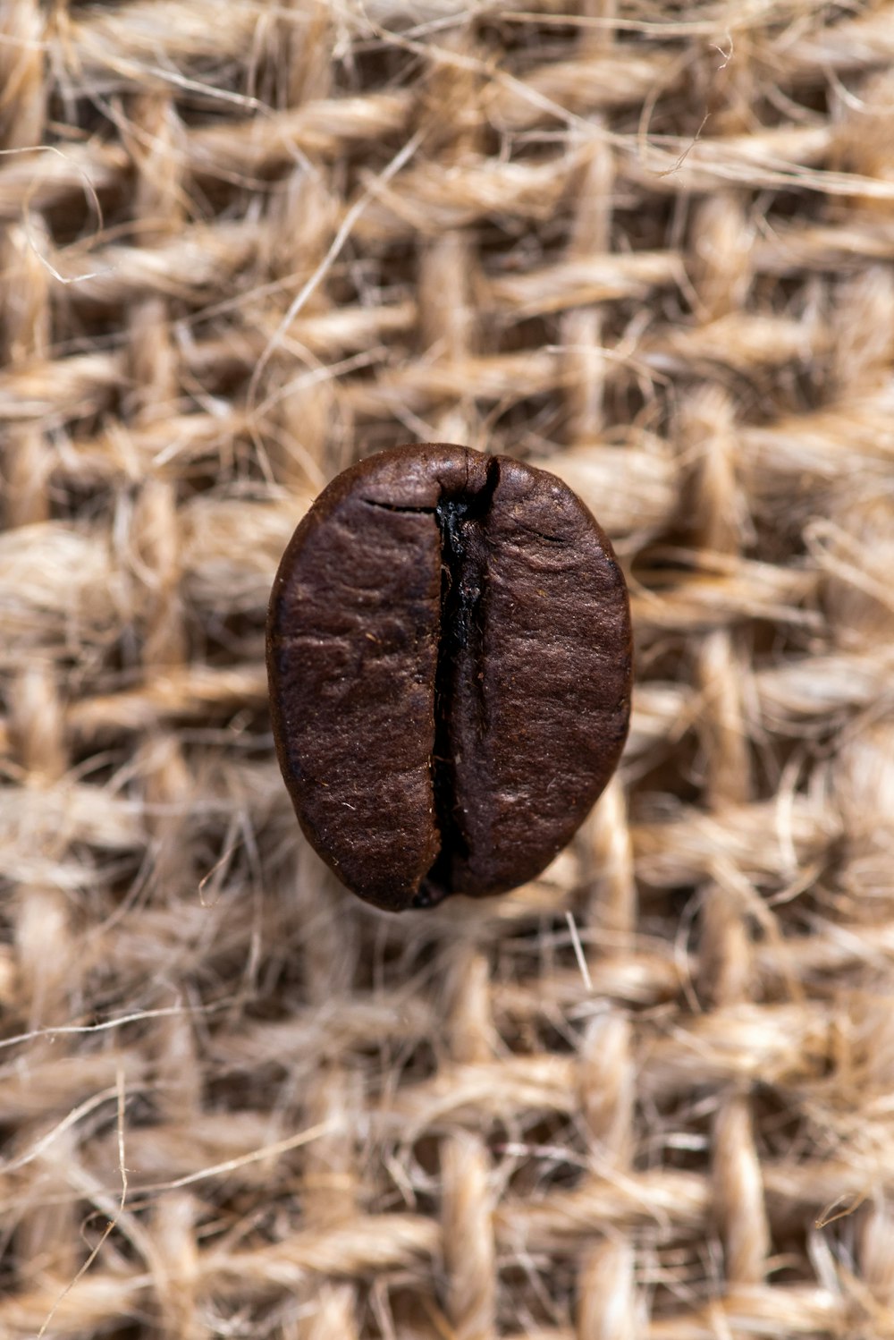 brown nut on brown dried leaves