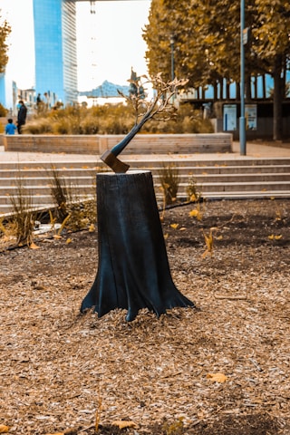 black umbrella on brown dried leaves