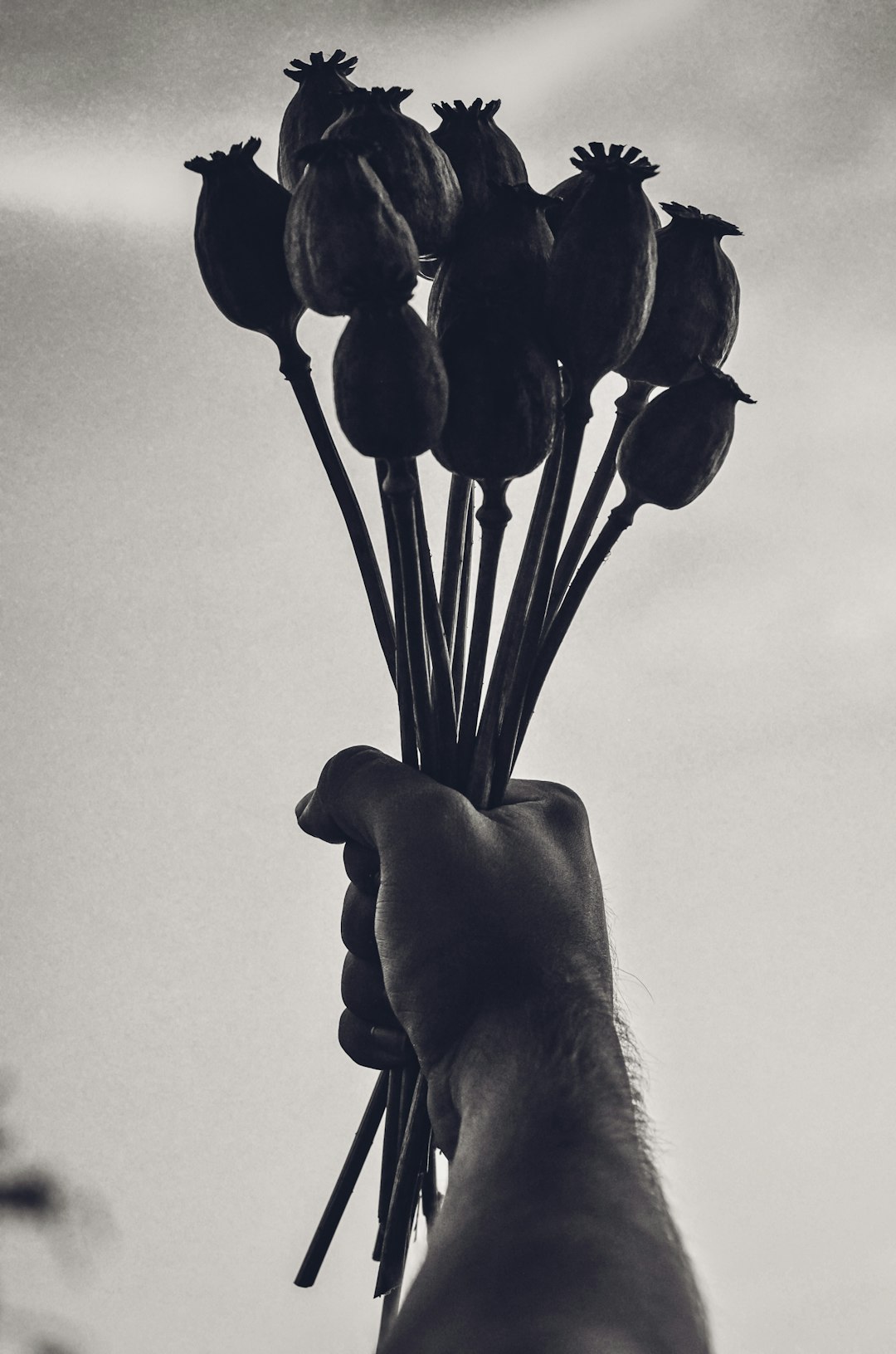 silhouette of person holding flower