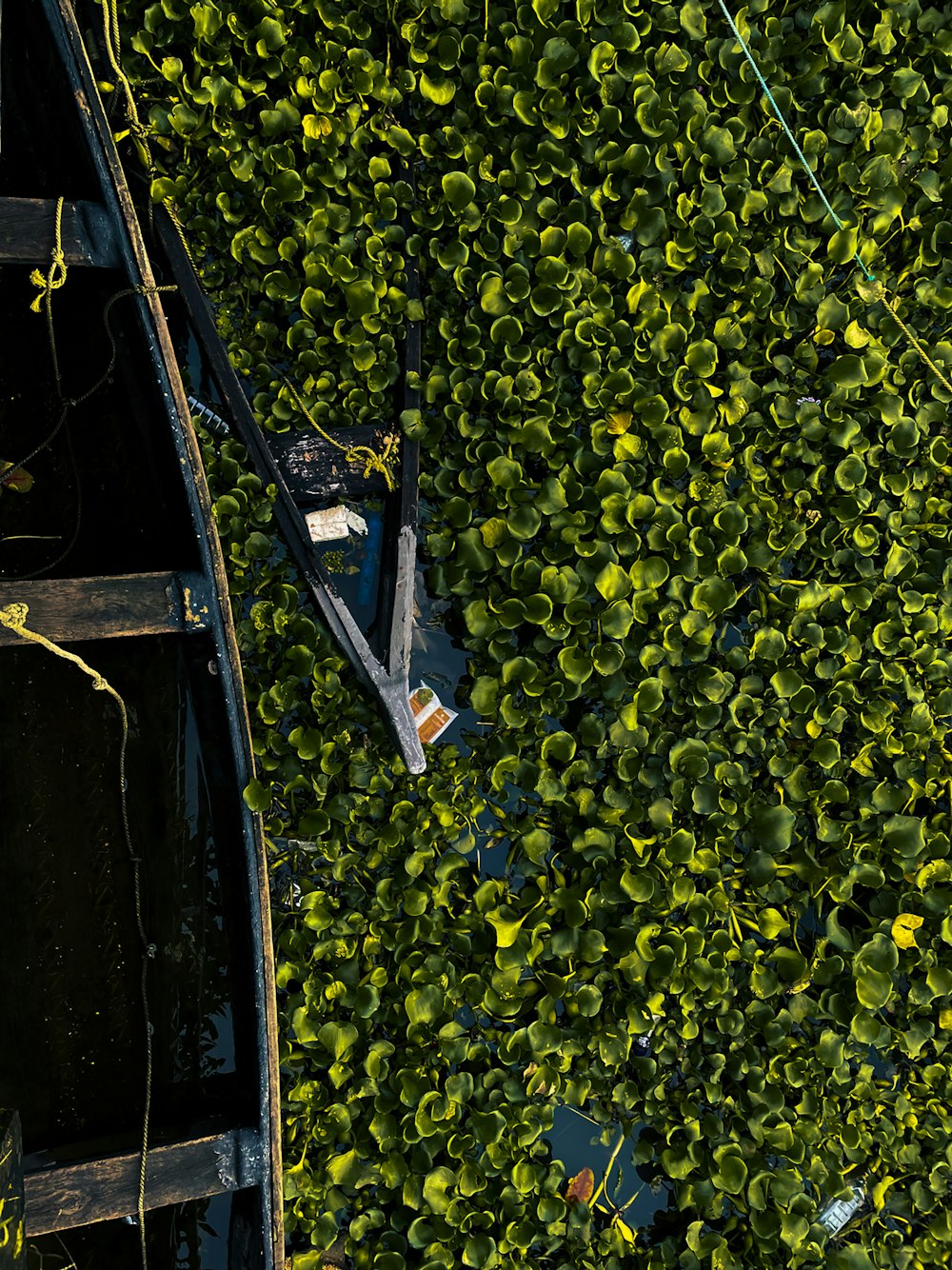 black boat on yellow flower field during daytime