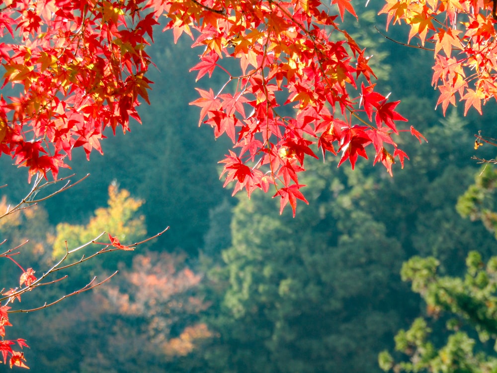 red maple leaves on tree branch