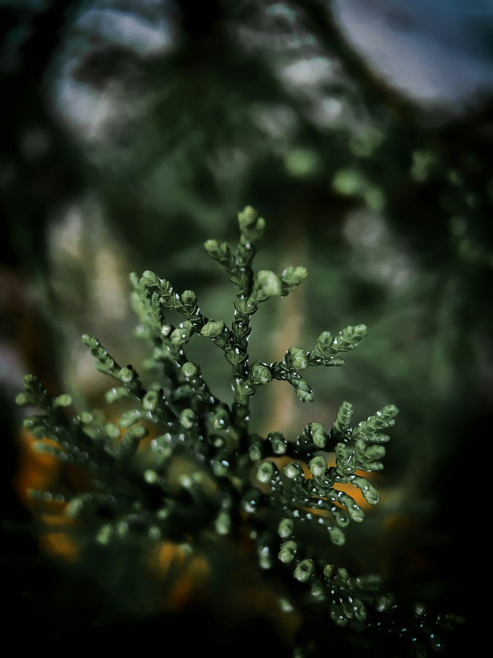 green plant with water droplets