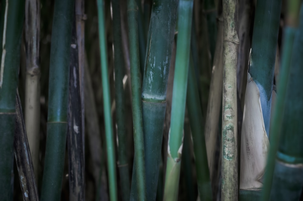 green bamboo stick during daytime