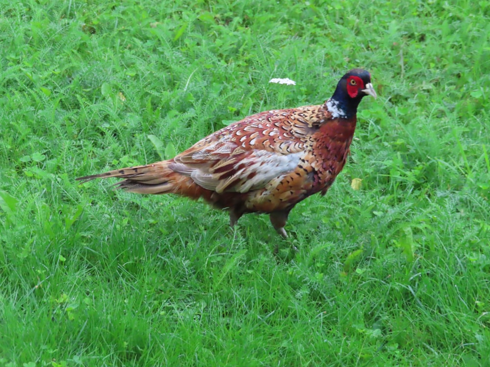 brown and black bird on green grass during daytime