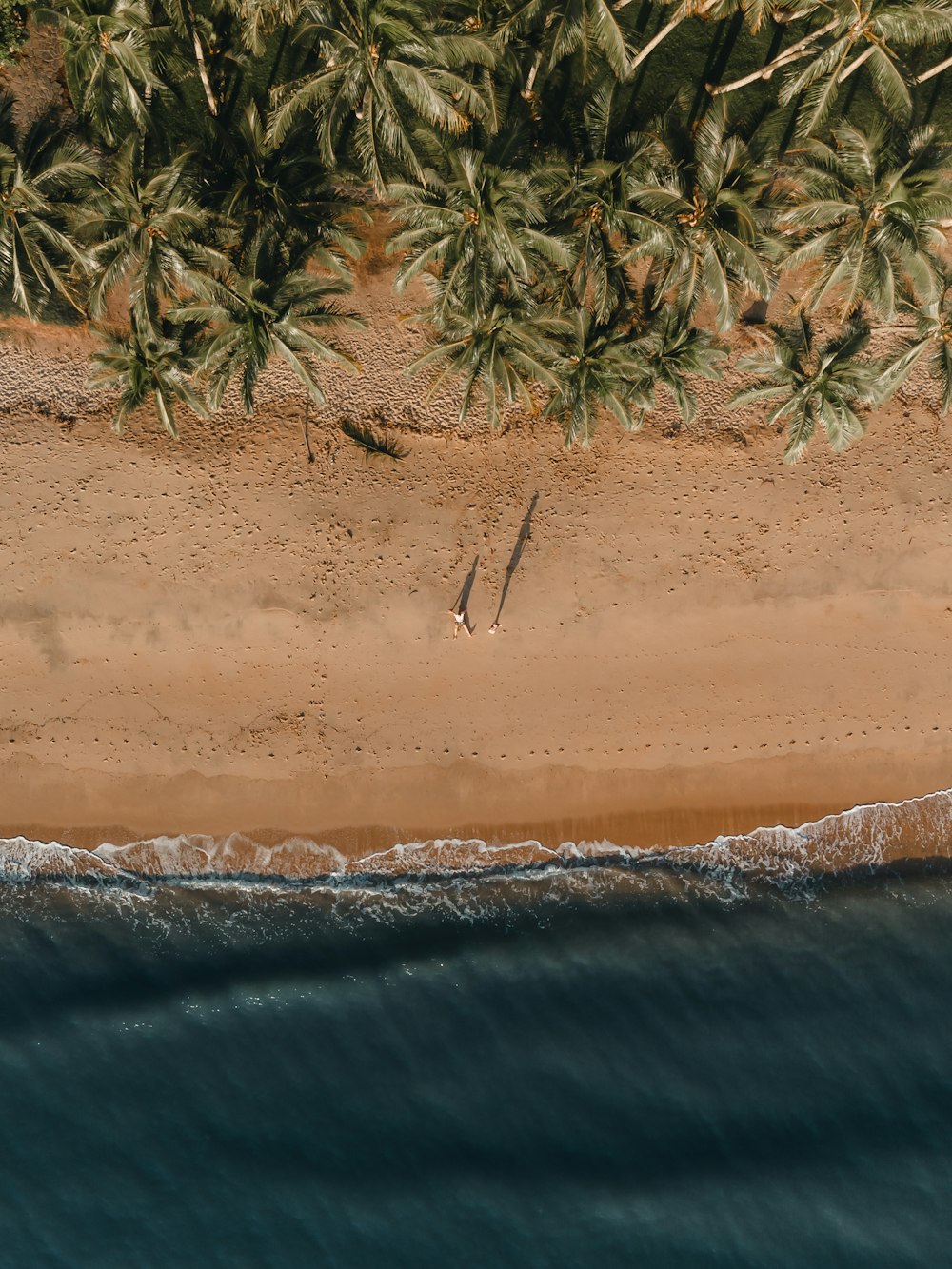 green palm trees beside body of water during daytime