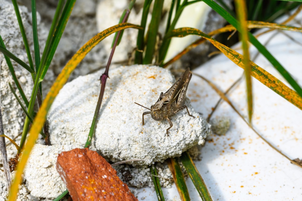 Saltamontes marrón sobre roca blanca y marrón