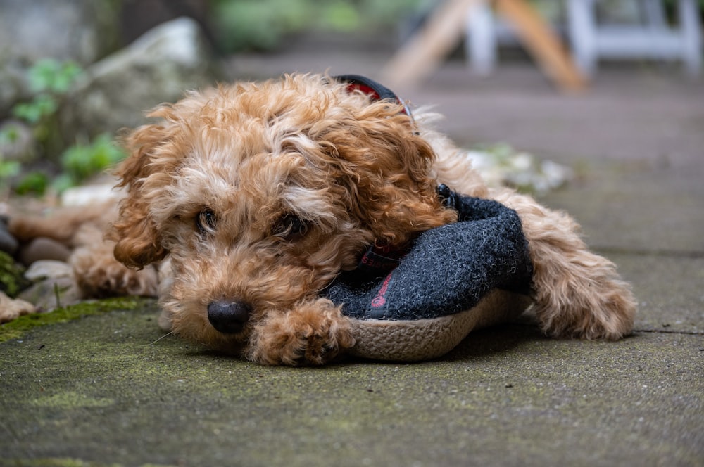 brown long coated small dog