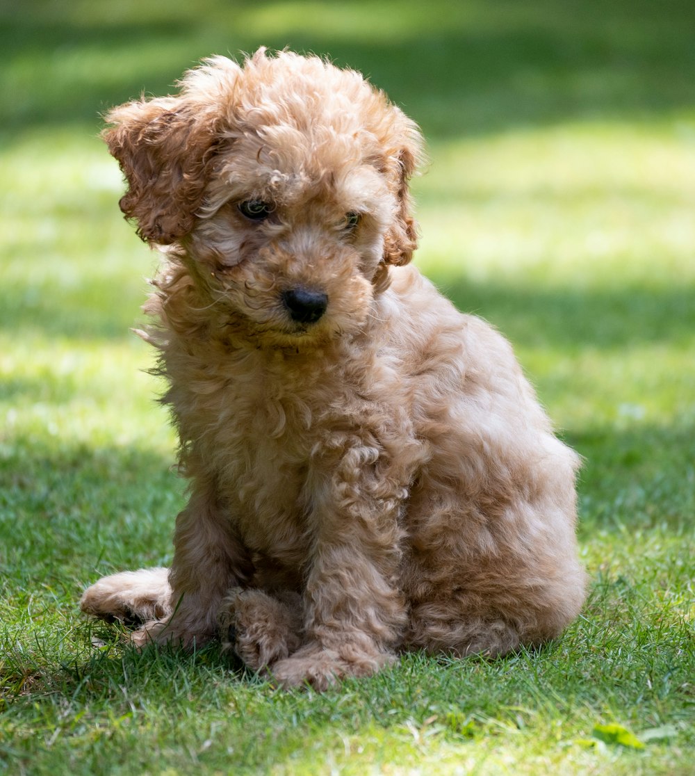 日中の緑の芝生の上の茶色のプードルの子犬