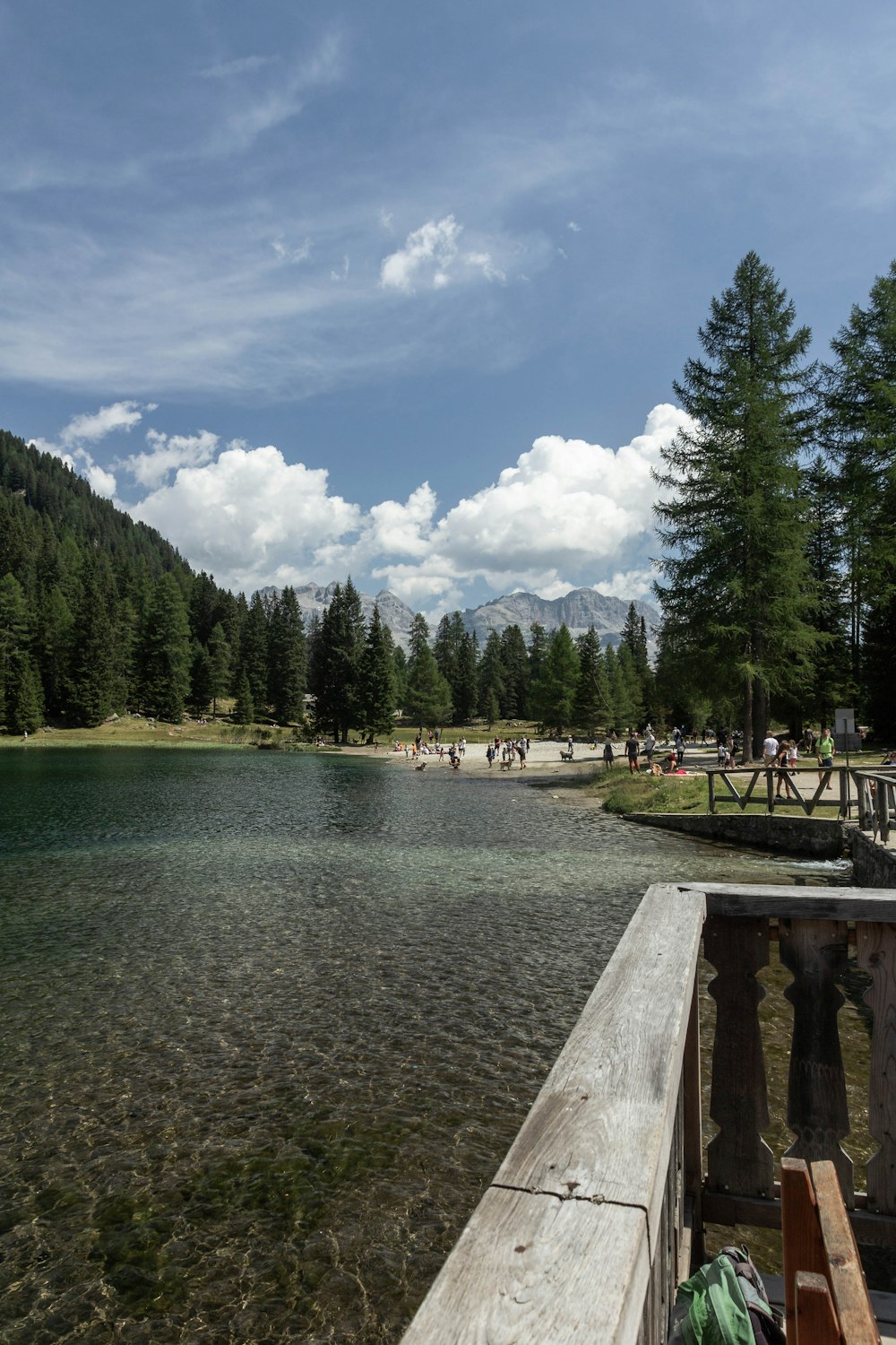 green trees near body of water during daytime