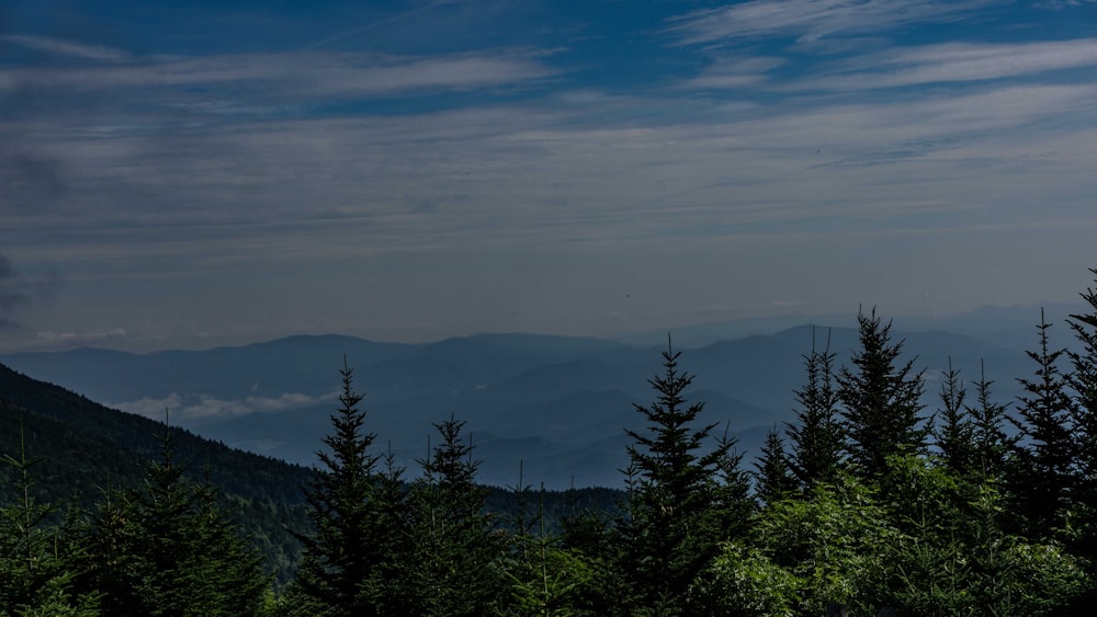 green trees on mountain under white clouds during daytime