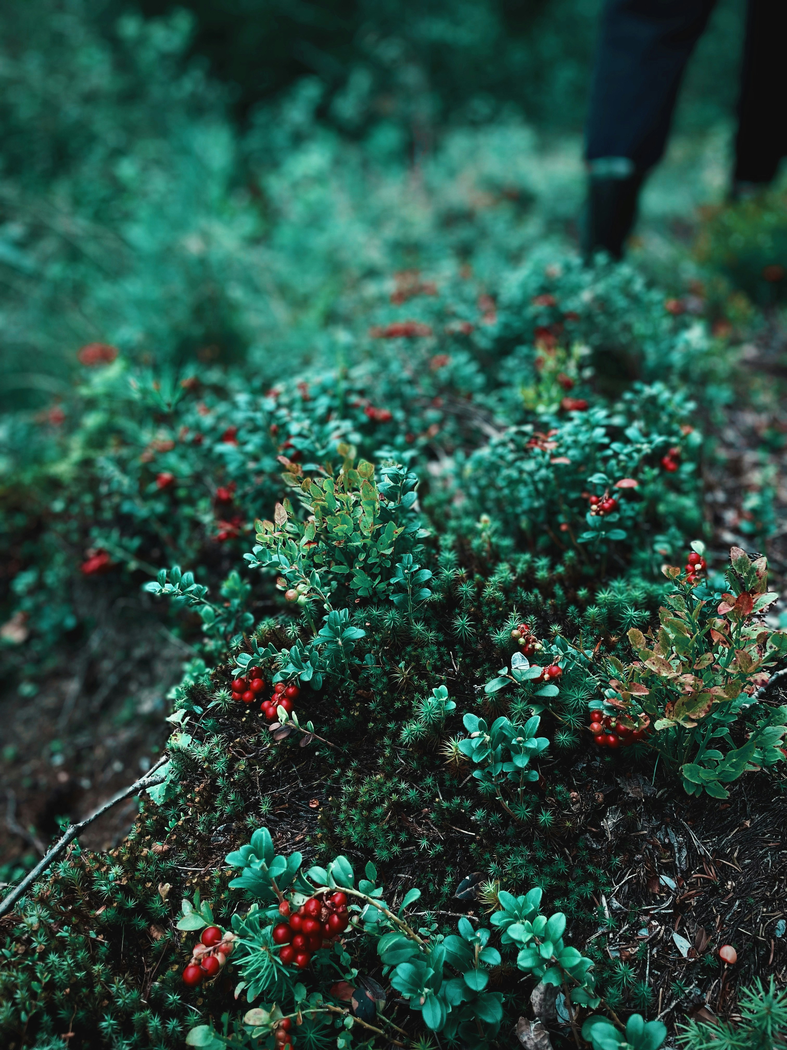 red and green flower plants