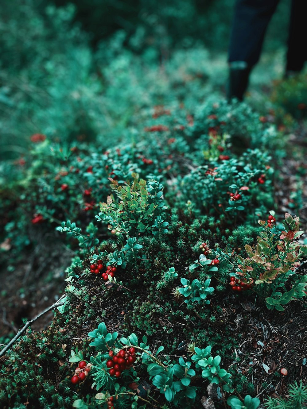 빨간색과 녹색 꽃 식물
